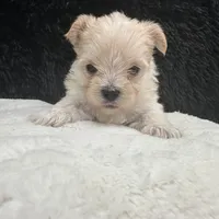 Goldie, a female Maltese and Yorkshire Terrier for sale in Manchester, TN – Photo 9 of 10