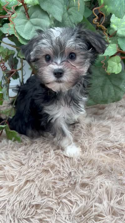 Holly the little Morkie, a female Morkie for sale in Manchester, TN – 8 of 9