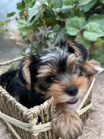 AKC Sham the Yorkie, a male Yorkshire Terrier for sale in Manchester, TN – 6 of 7