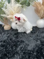 Tiny Milo the Korean teacup Maltese, a male Maltese for sale in Hillsboro, TN – 2 of 6