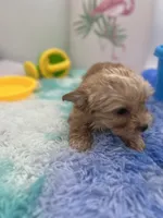 Little Jake the Golddust Yorkie, a male Yorkshire Terrier for sale in Manchester, TN – 3 of 6