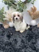 Iris the tiny Morkie, a female Morkie for sale in Hillsboro, TN – 4 of 10