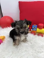 Little Aspen the Morkie, a male Morkie for sale in Manchester, TN – 4 of 7