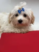 Charlie, a male Morkie for sale in Manchester, TN – 3 of 10