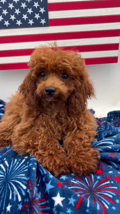 Chen, a male Poodle - Toy  for sale in Manchester, TN – 8 of 8