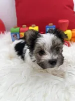 Little Daffey the Morkie, a female Morkie for sale in Manchester, TN – 2 of 8