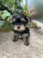 AKC Coco the European Yorkie, a female Yorkshire Terrier for sale in Manchester, TN – 2 of 8