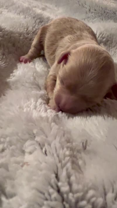 Yang the tiny Maltipoo, a female Maltipoo for sale in Hillsboro, TN – 4 of 4