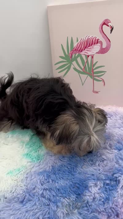Holly the little Morkie, a female Morkie for sale in Hillsboro, TN – 9 of 10
