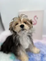 Little Aspen the Morkie, a male Morkie for sale in Hillsboro, TN – 3 of 10