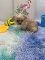 Ellie the Golddust Yorkie , a female Yorkshire Terrier for sale in Manchester, TN – 6 of 9