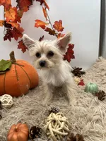 Ellie the tiny Golddust Yorkie, a female Yorkshire Terrier for sale in Hillsboro, TN – 4 of 10