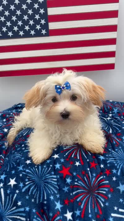 Charlie, a male Morkie for sale in Manchester, TN – 10 of 10