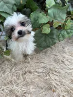 Little Ivy the Morkie, a female Morkie for sale in Manchester, TN – 2 of 10