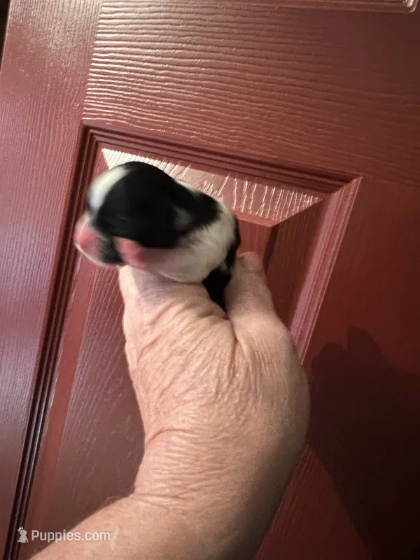 Mabel the female Biewer, a female Biewer for sale in Hillsboro, TN – 1 of 4