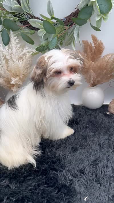 Little Daffey the Morkie, a female Morkie for sale in Hillsboro, TN – 6 of 10