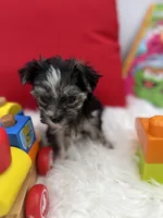 Holly the little Morkie, a female Morkie for sale in Manchester, TN – 2 of 6