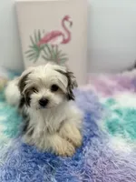 Little Keith the Morkie, a male Morkie for sale in Hillsboro, TN – 3 of 10