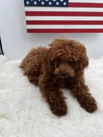 Chen, a male Poodle - Toy  for sale in Manchester, TN – 6 of 8