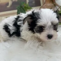 Gabby, a female Morkie for sale in Manchester, TN – Photo 7 of 7