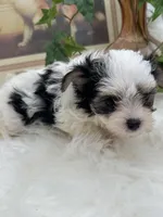 Gabby, a female Morkie for sale in Manchester, TN – Photo 7 of 7