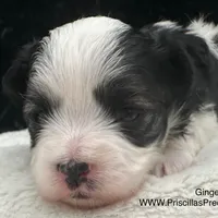 Gabby, a female Morkie for sale in Manchester, TN – Photo 4 of 7