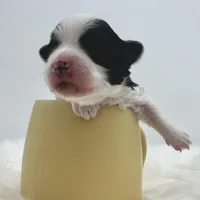 Gabby, a female Morkie for sale in Manchester, TN – Photo 5 of 7