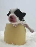 Gabby, a female Morkie for sale in Manchester, TN – Photo 5 of 7