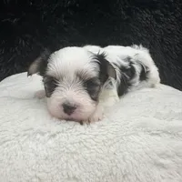 Gabby, a female Morkie for sale in Manchester, TN – Photo 3 of 7