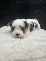 Gabby, a female Morkie for sale in Manchester, TN – Photo 3 of 7