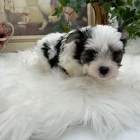 Gabby, a female Morkie for sale in Manchester, TN – Photo 2 of 7