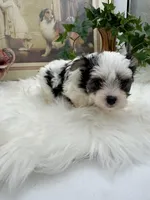 Gabby, a female Morkie for sale in Manchester, TN – Photo 2 of 7