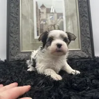 Gabby, a female Morkie for sale in Manchester, TN – Photo 6 of 7