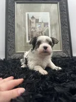 Gabby, a female Morkie for sale in Manchester, TN – Photo 6 of 7