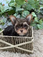 AKC Shannon the Yorkie, a female Yorkshire Terrier for sale in Manchester, TN – 4 of 10
