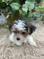 Little Daffey the Morkie, a female Morkie for sale in Manchester, TN – 2 of 10