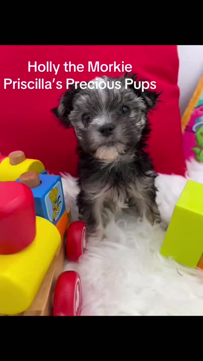 Holly the little Morkie, a female Morkie for sale in Manchester, TN – 6 of 6