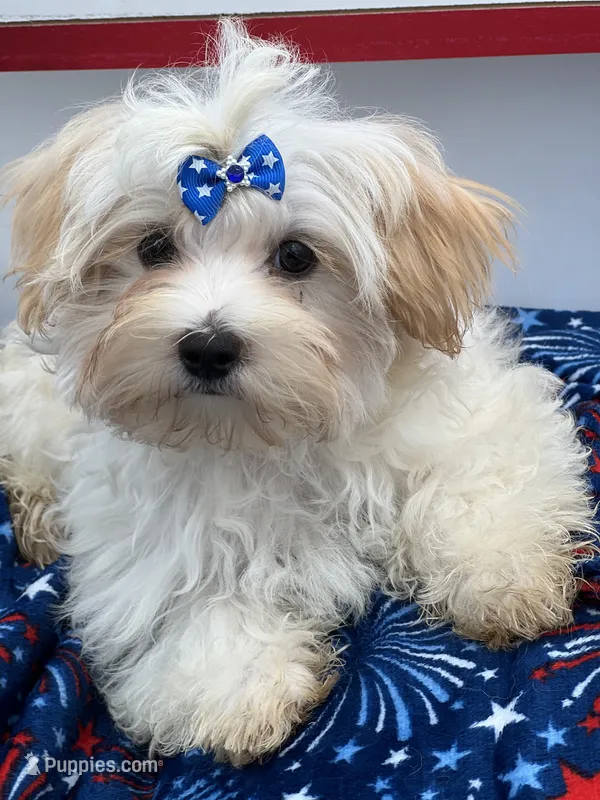 Charlie – Morkie puppy for sale in Manchester, TN