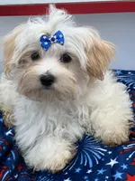 Charlie, a male Morkie for sale in Manchester, TN – 1 of 10