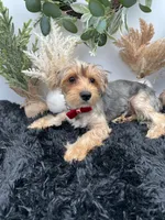 AKC Sham the Yorkie, a male Yorkshire Terrier for sale in Hillsboro, TN – 3 of 10