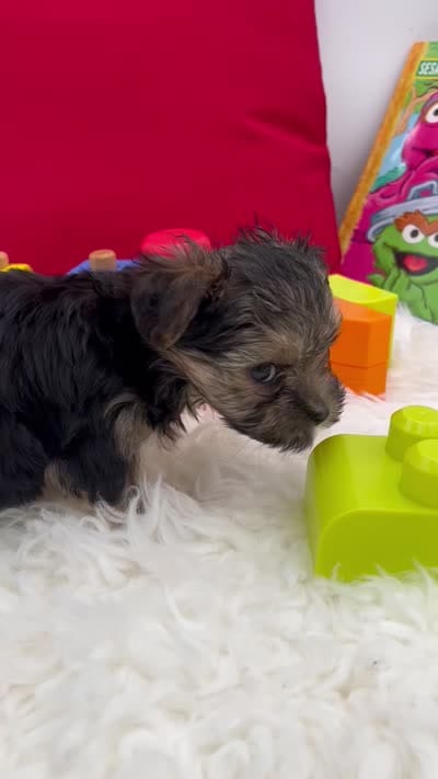 Little Aspen the Morkie, a male Morkie for sale in Manchester, TN – 7 of 7