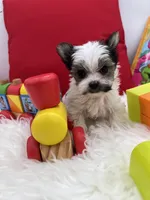Little Ivy the Morkie, a female Morkie for sale in Manchester, TN – 2 of 6