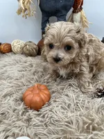 Yang the tiny Maltipoo, a female Maltipoo for sale in Hillsboro, TN – 6 of 10