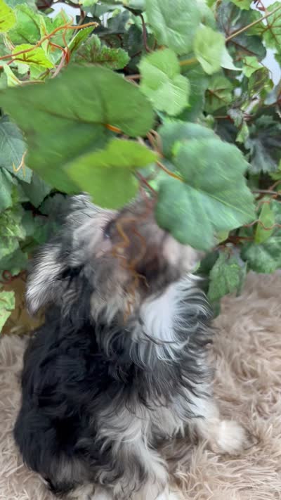 Holly the little Morkie, a female Morkie for sale in Manchester, TN – 7 of 9