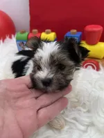Little Daffey the Morkie, a female Morkie for sale in Manchester, TN – 6 of 8