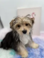 Little Aspen the Morkie, a male Morkie for sale in Hillsboro, TN – 4 of 10