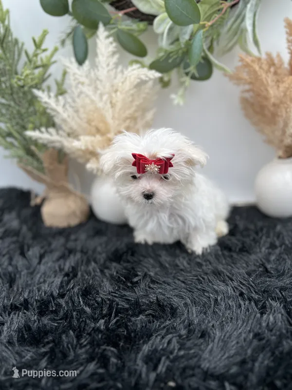 Tiny Milo the Korean teacup Maltese – Maltese puppy for sale in Hillsboro, TN