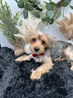 AKC Sham the Yorkie, a male Yorkshire Terrier for sale in Hillsboro, TN – 5 of 10