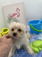 Lexi the tiny Golddust Yorkie, a female Yorkshire Terrier for sale in Manchester, TN – 6 of 8