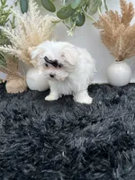 Little Missy the Korean Maltese $3000, a female Maltese for sale in Hillsboro, TN – 5 of 8